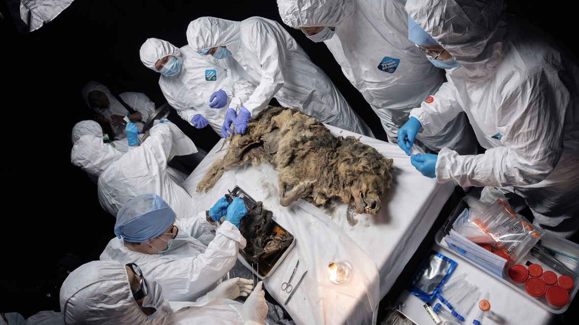 Scientists recently completed a necropsy on the remains of a 44,000-year-old wolf found in the Siberian permafrost.