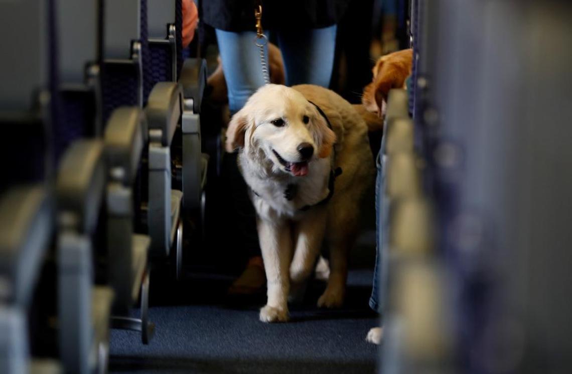 In this April 1, 2017, file photo, a service dog strolls through the isle inside a United Airlines plane at Newark Liberty International Airport while taking part in a training exercise, in Newark, N.J. Delta Air Lines says for safety reasons it will require owners of service and support animals to provide more information before their animal can fly in the passenger cabin, including an assurance that it’s trained to behave itself.