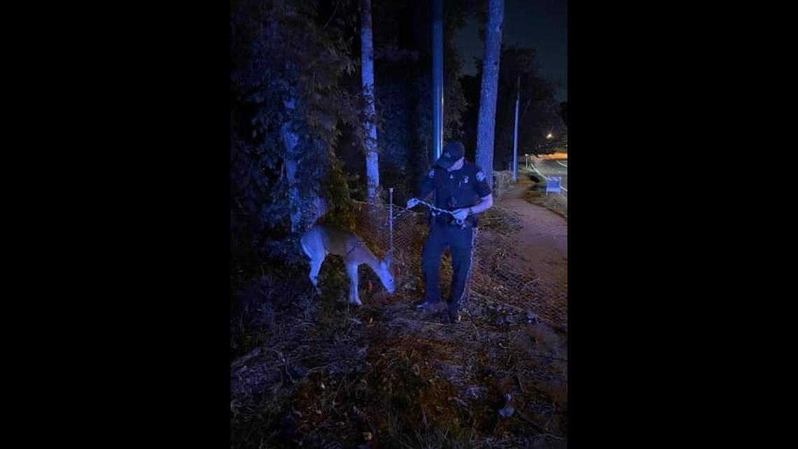 An injured deer was leashed and led back to woods after being hit by a bus in Georgia, police say.