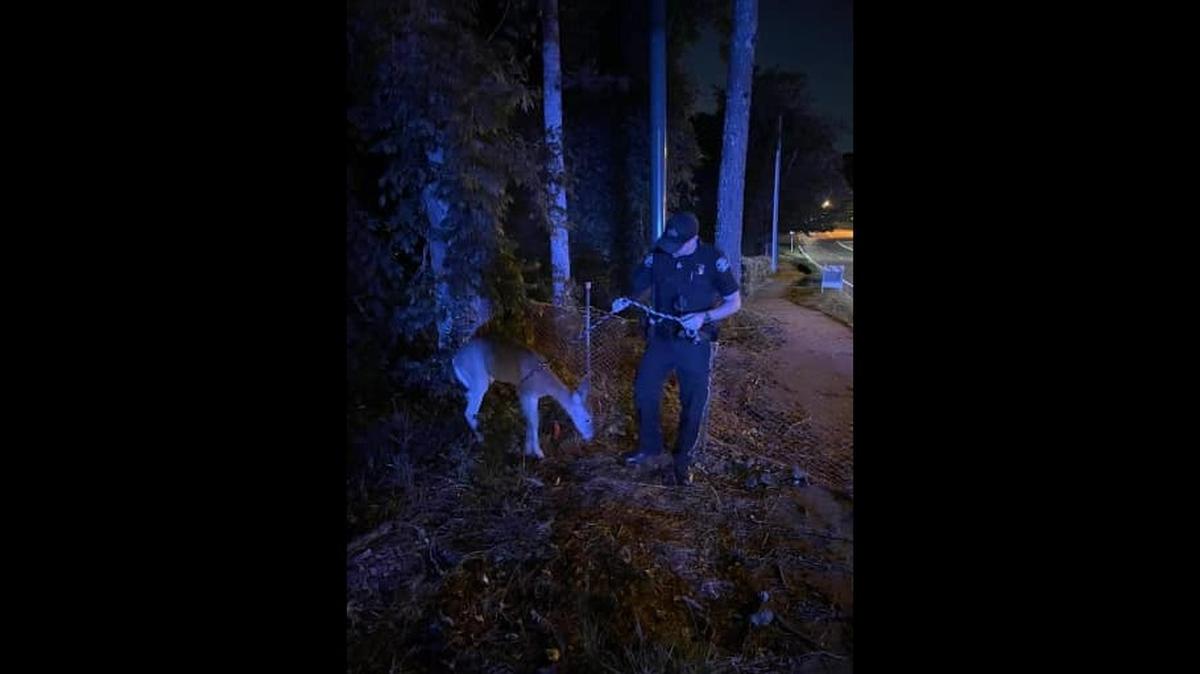 An injured deer was leashed and led back to woods after being hit by a bus in Georgia, police say.