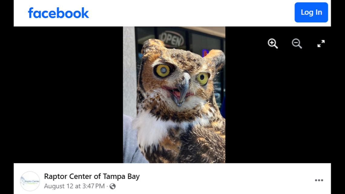 An great horned owl missing from a wildlife center for two weeks has now been found safe, rescuers said.