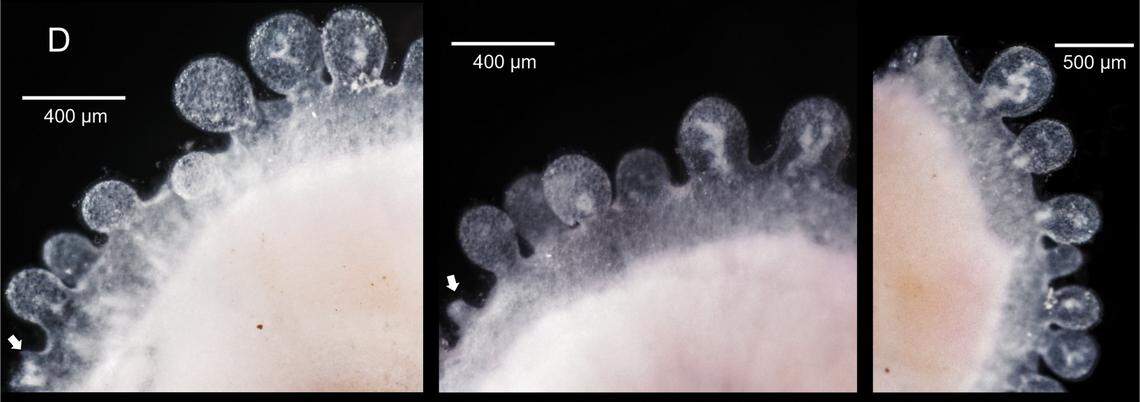 Close-up photos show the bumps on an Eleutheromenia bullescens, or bubbling solenogaster.
