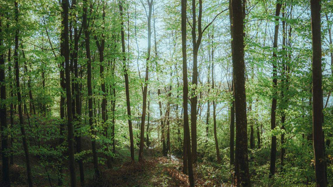 A single vertebra dug out of a mine in southern Georgia has been used to identified a new genus and new species of lizard.