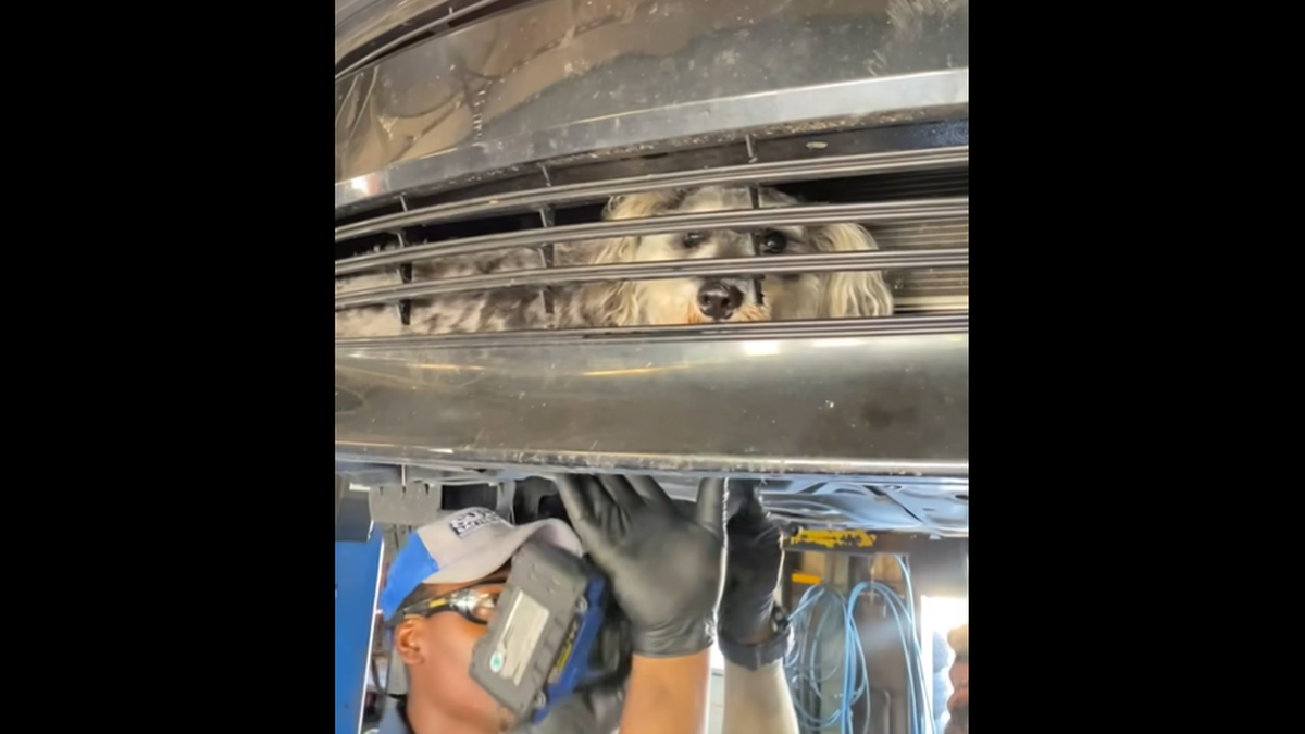 The dog was immediately turned over to animal rescuers.