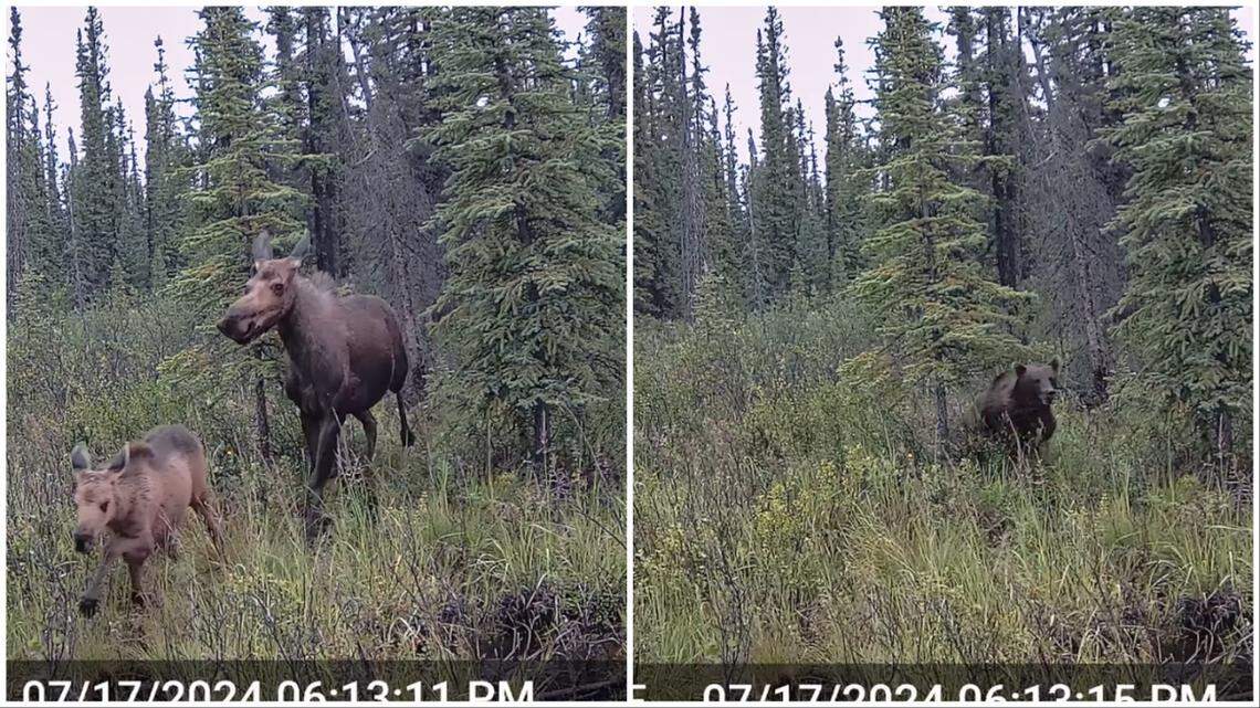 A cow moose and her calves run from a grizzly bear chasing them in Yukon, Canada, trail camera video shows.