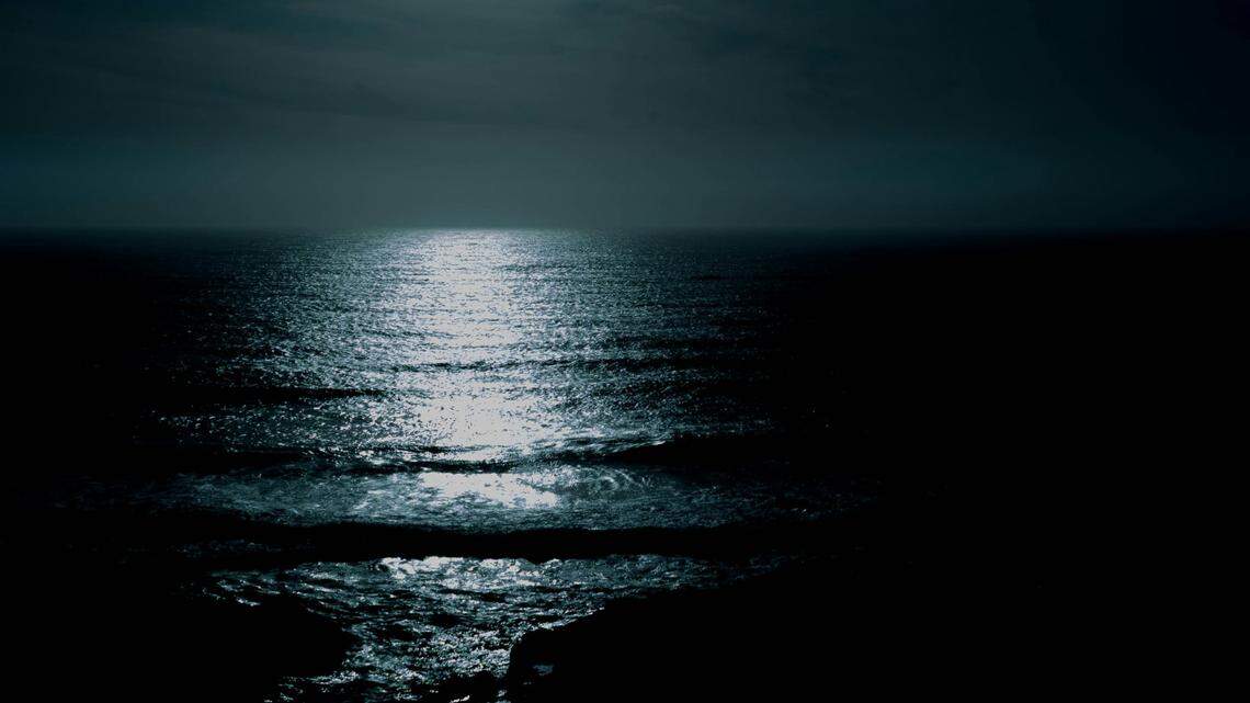 Scientists scuba diving off Palm Beach found an ocean animal with 15 tentacles and discovered a new species, a study said.