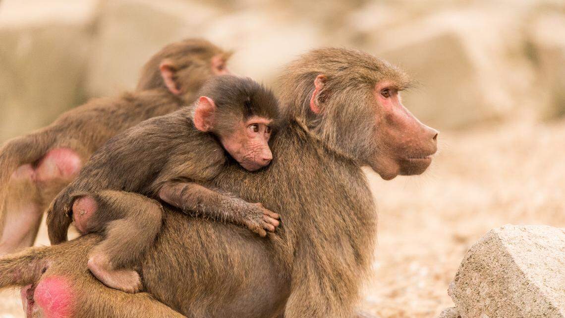 Ancient Egyptians raised baboons and mummified them, according to new research.