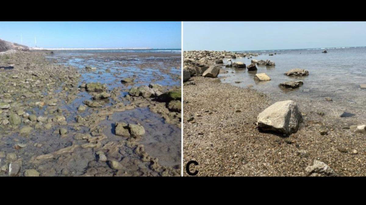 Off the southern coast of Iran, small, squishy creatures cling to the rocks as the water recedes with the tide.