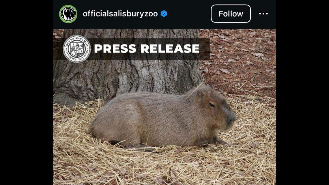 A 10-year-old capybara named Faith was euthanized, Maryland zoo officials said.