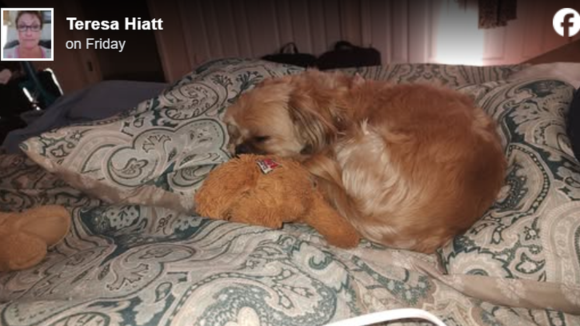 Two people accused of dognapping a Shih Tzu have now been charged with larceny of a dog in North Carolina.