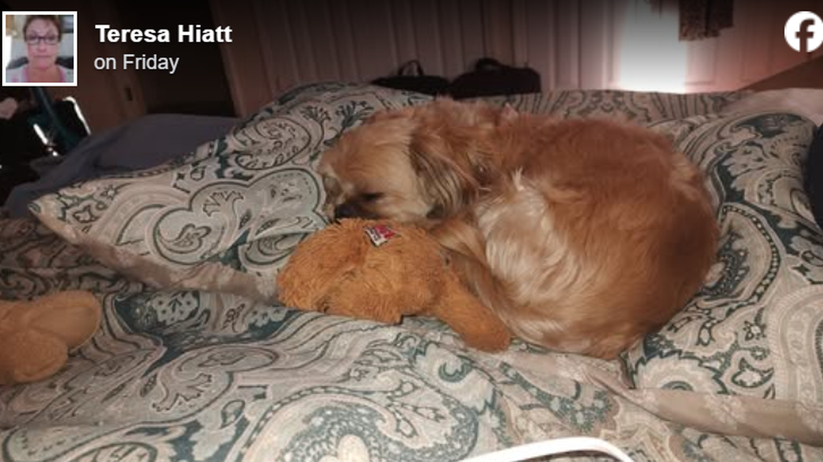 Two people accused of dognapping a Shih Tzu have now been charged with larceny of a dog in North Carolina.