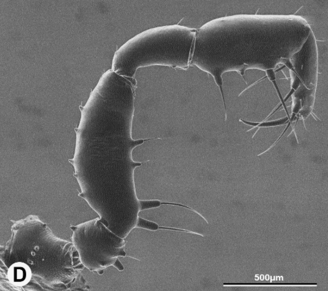 Its entire body is covered with bristles, researchers said.