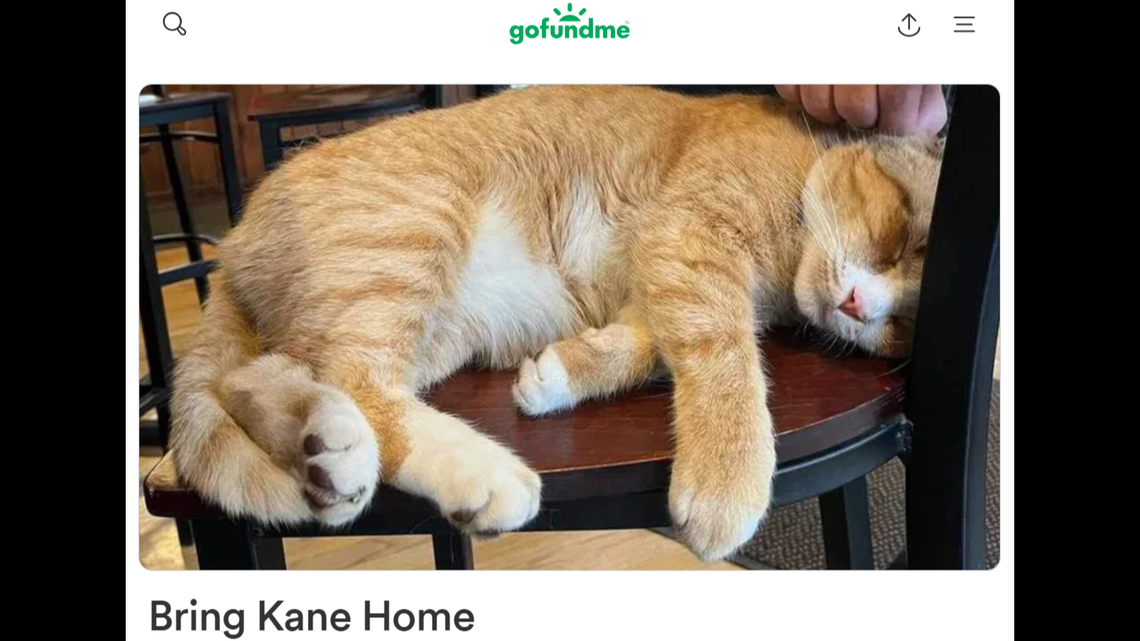 A New York community rallied to find Kane the cat after officials said a local deli owner annoyed at the cat’s presence dumped him outside an animal shelter. Kane is back home.