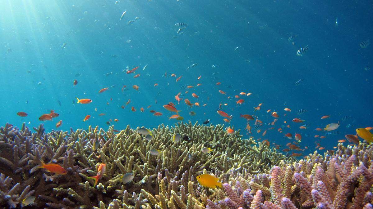 While swimming in the Coral Sea, a diver spotted a “super rare” fish known as a Leopard Toby, according to a diving company.