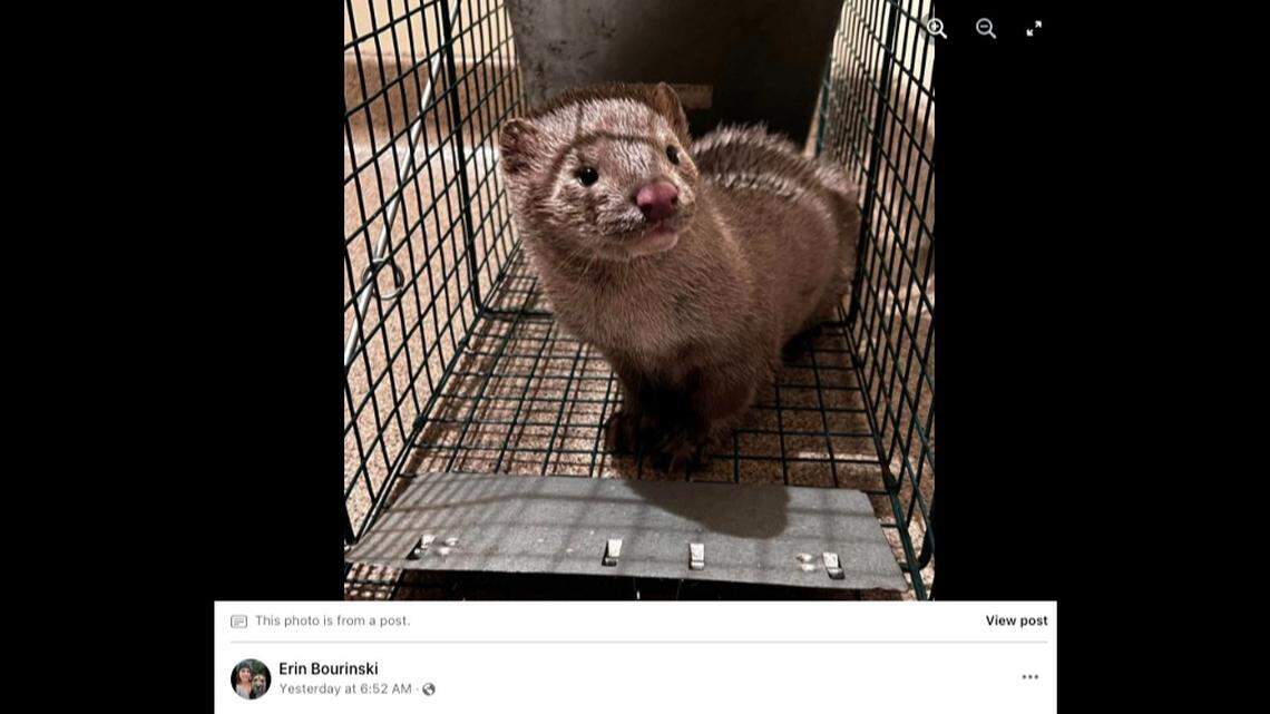 Thousands of mink are on the loose in Pennsylvania after being freed from a farm, cops say.