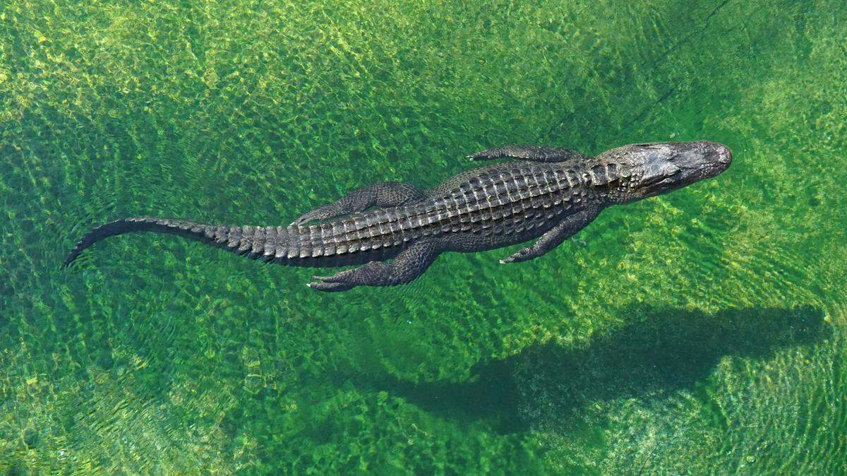 A dog survived a close scrape with a crocodile on a beach in Australia, drone footage shows.