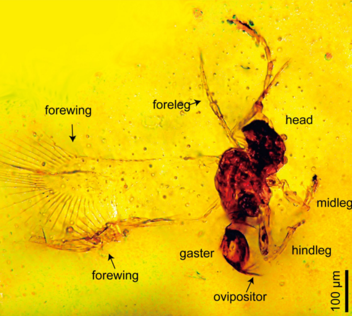 It is only the second fossil of the genus Archaeromma ever to be found in Japan, researchers said.