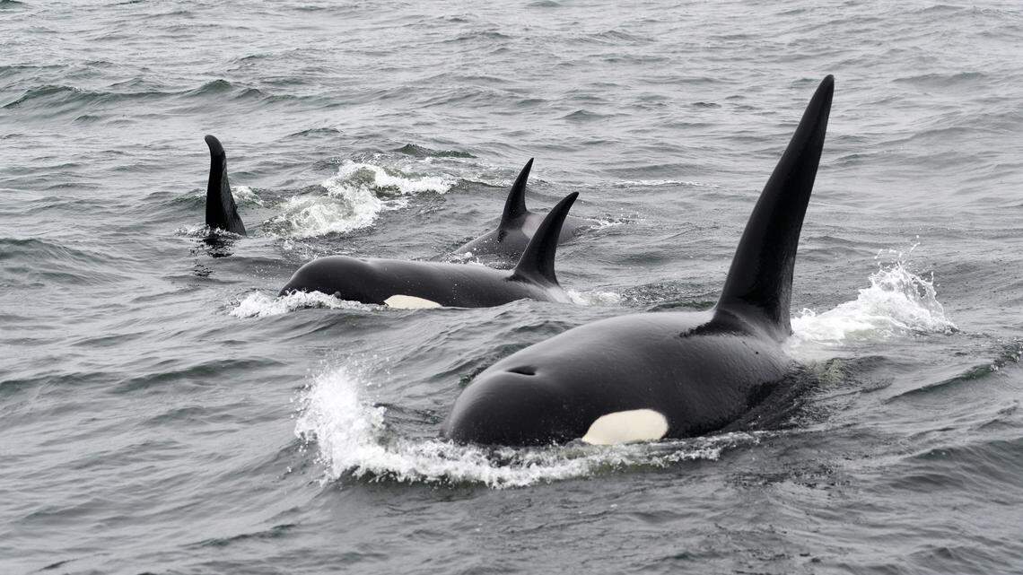 A group of killer whales off Canada swam 170 miles in a little over one day, surprising experts.