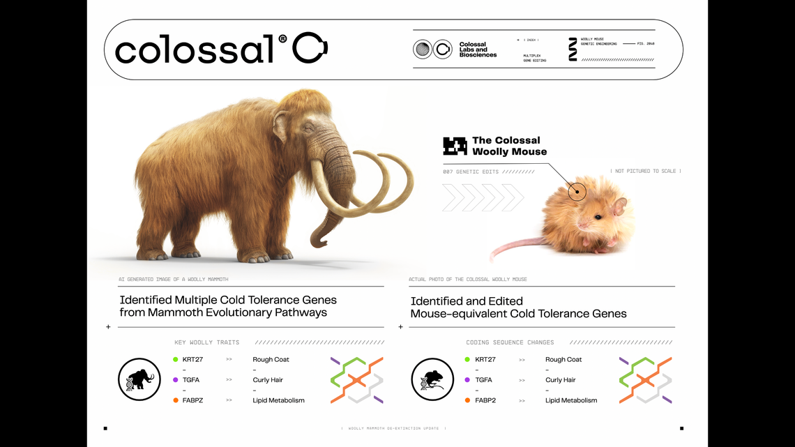 The traits exhibited by the mice should allow them to be more tolerant of cold weather conditions, though Colossal Biosciences plans to conduct experiments to confirm if that’s the case.