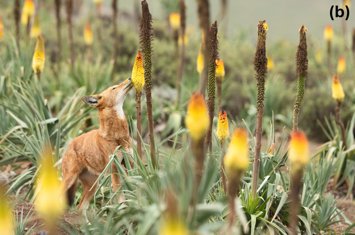 Ethiopian wolves were documented foraging for nectar from as many as 30 Ethiopian red hot poker plants.