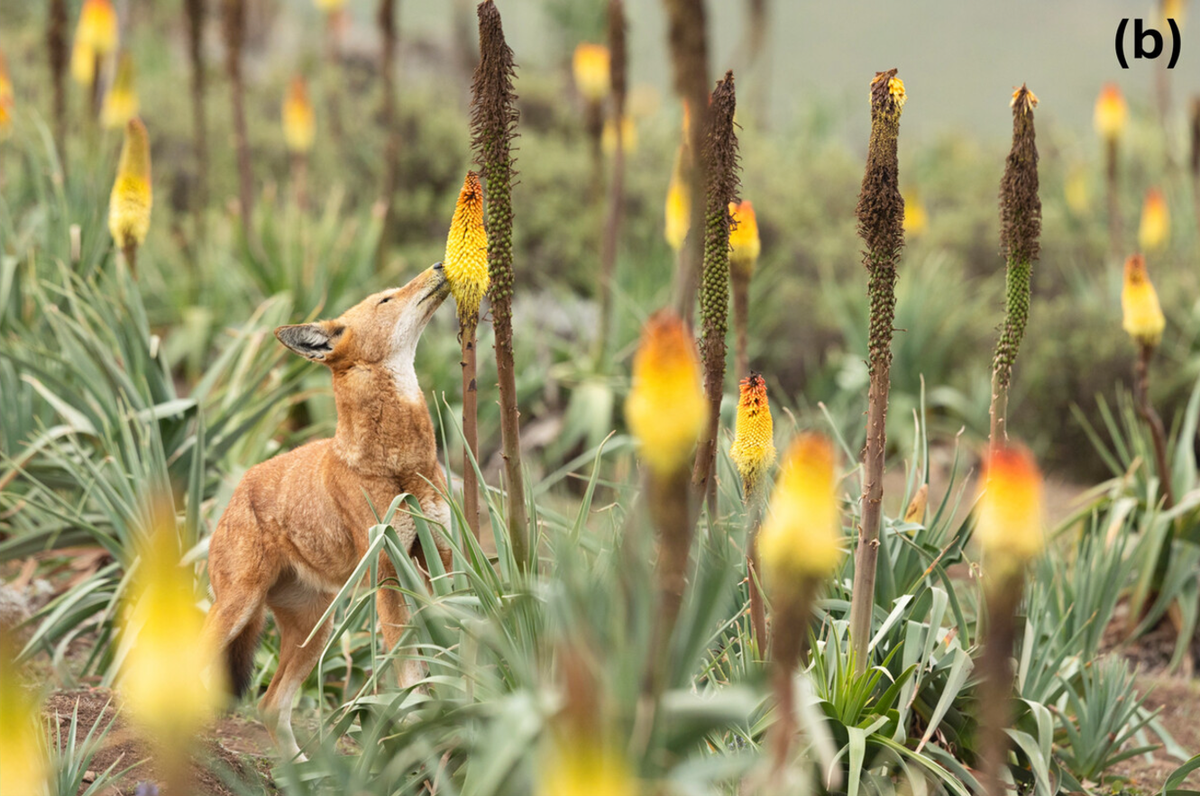 Ethiopian wolves were documented foraging for nectar from as many as 30 Ethiopian red hot poker plants.