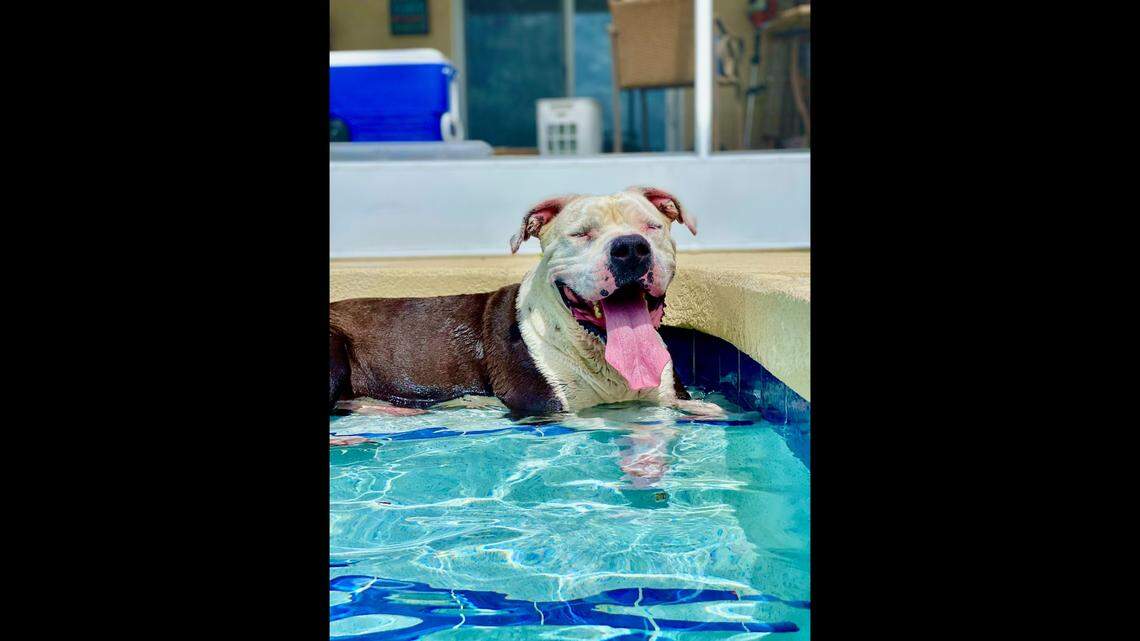 Richard the American bulldog has his own “man cave” in Florida.