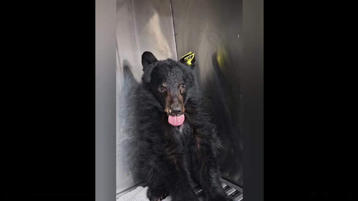 A tiny orphaned bear cub beat the odds and survived a long winter without its mom in New York, officials said.