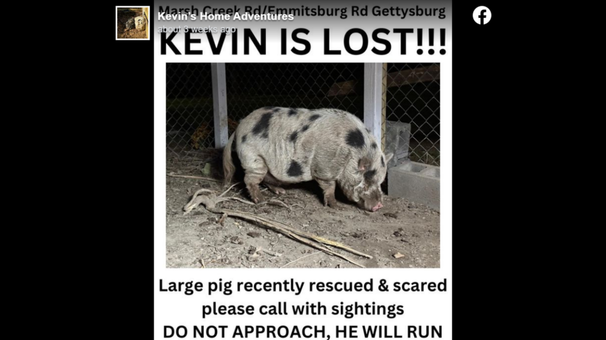 A runaway pig named Kevin Bacon finally returned home after eating a Benadryl-laced sticky bun, his owner said.