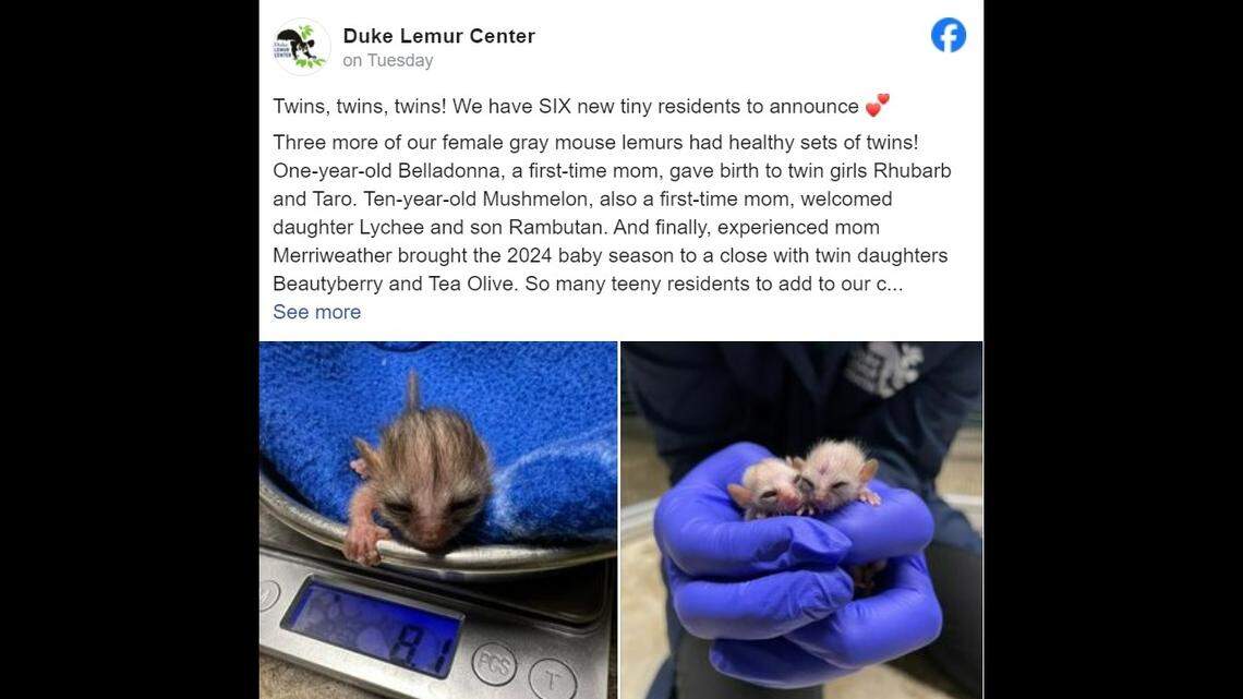 These nocturnal creatures welcomed three sets of twins at the Duke Lemur Center in Durham, officials said.