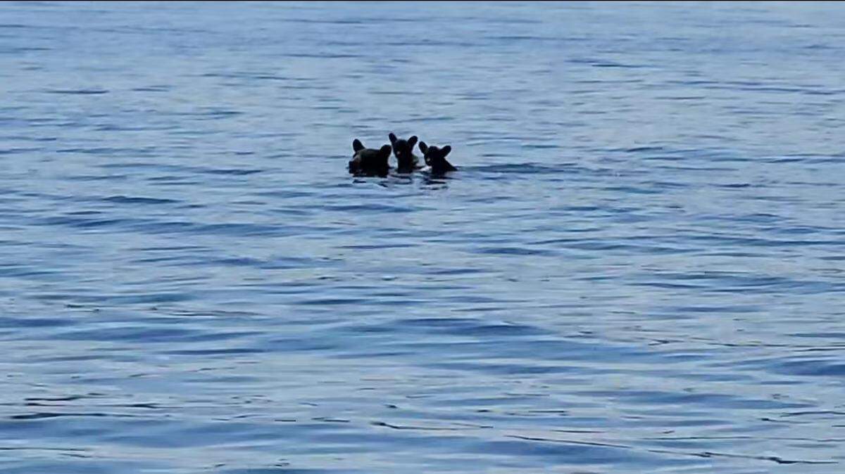 Two tiny bear cubs hitched a ride on mom’s back as she swam across a Massachusetts reservoir, video shows.