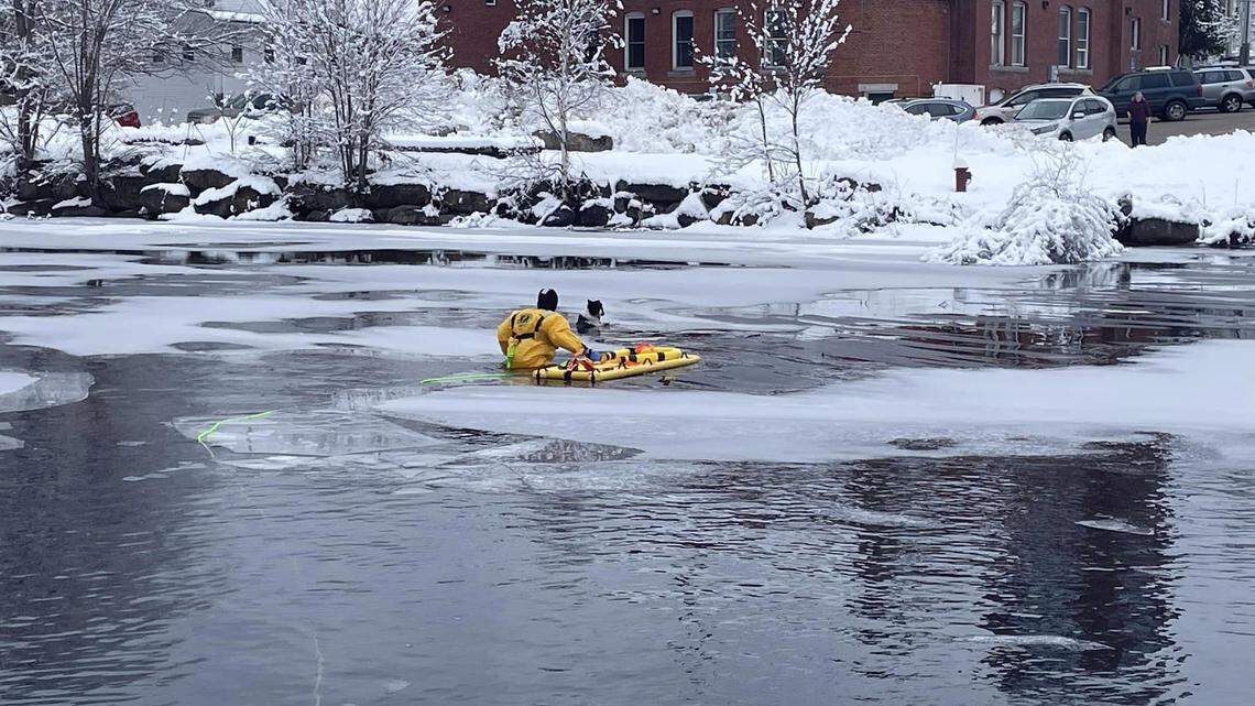 A dog plunged through ice into a frozen pond about 40 feet from the shoreline. A rescuer got into the water and helped pull it out, New Hampshire photos show and firefighters said.