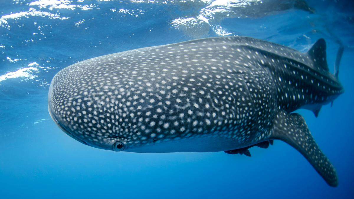 The majority of whale sharks in a marine tourism hotspot off Indonesia have human-caused scars, according to a new study.