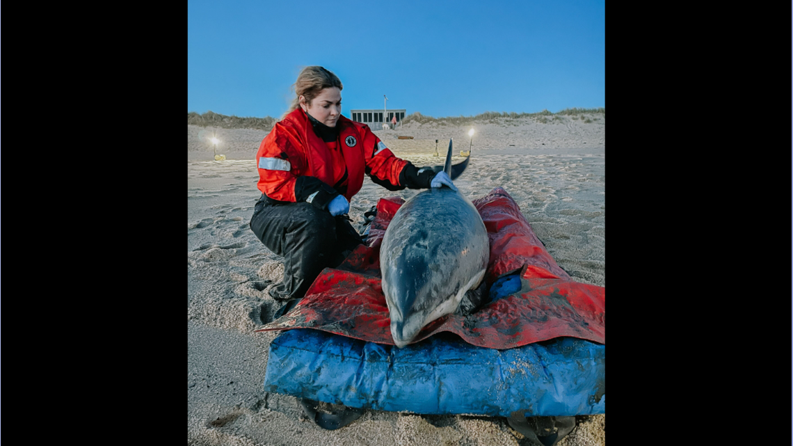 In a mass stranding event on Cape Cod, a large team of rescuers worked for hours to try to free 11 dolphins.