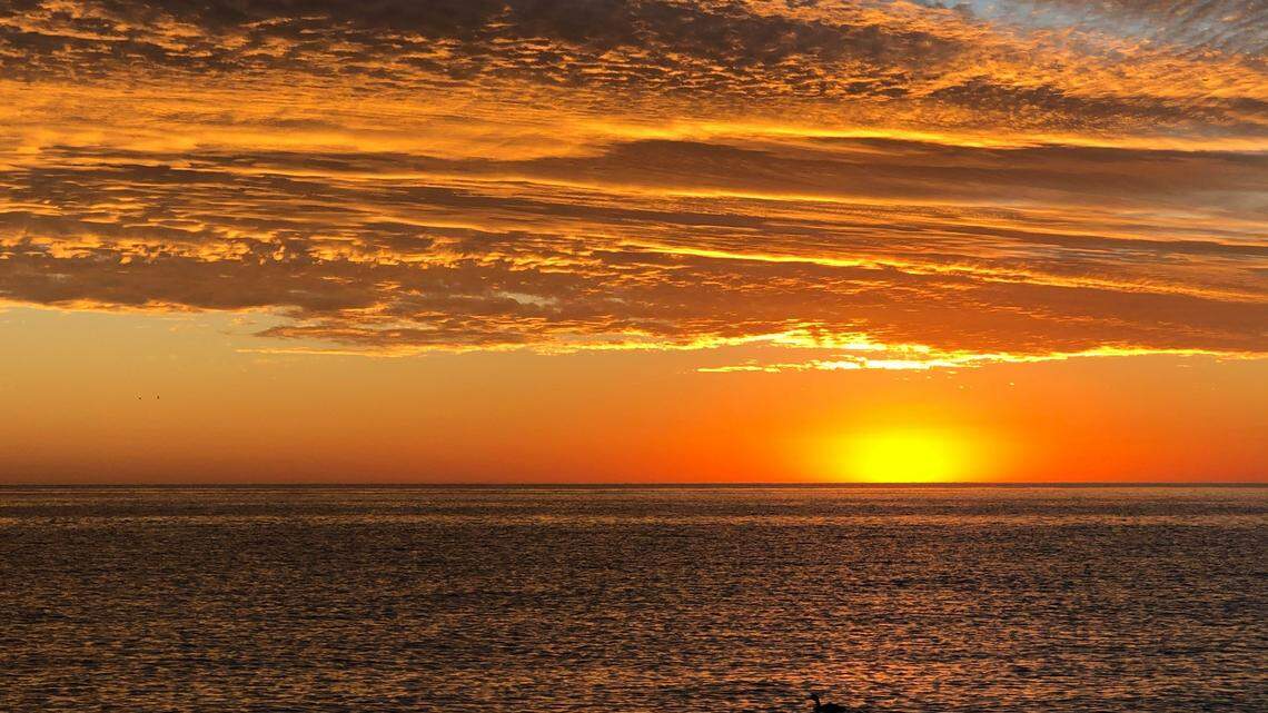 Rare vaquita porpoises were recently spotted off the coast of Mexico, according to a conservation organization. The species is currently on the brink of extinction.