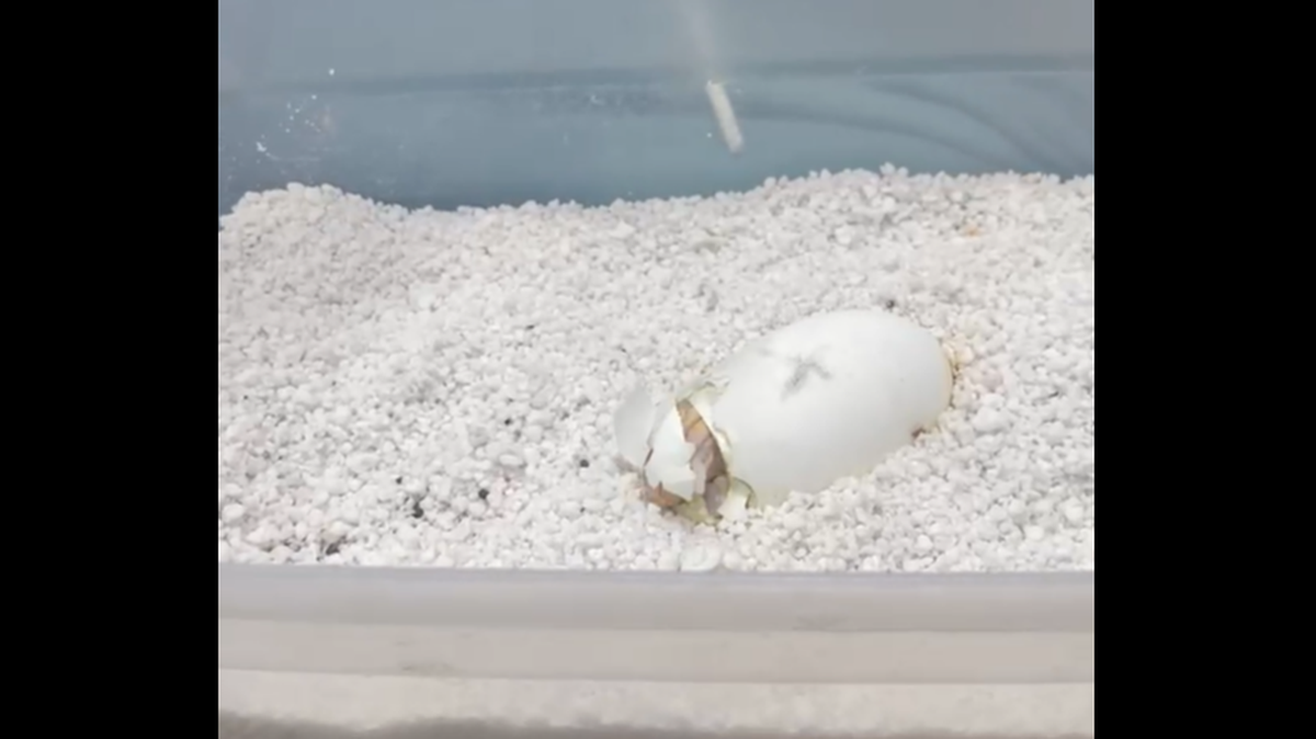An albino alligator hatched at Wild Florida as part of the park’s albino gator breeding program.