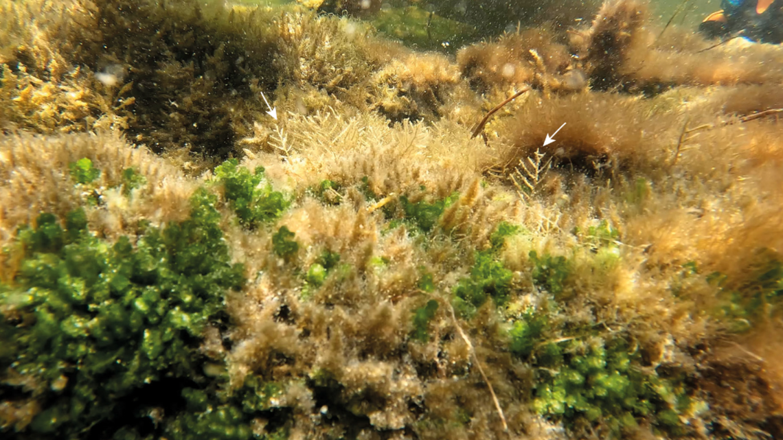 Snorkelers discovered a new species of “crawling” hydrozoan in the Gulf of Mexico, according to a study.