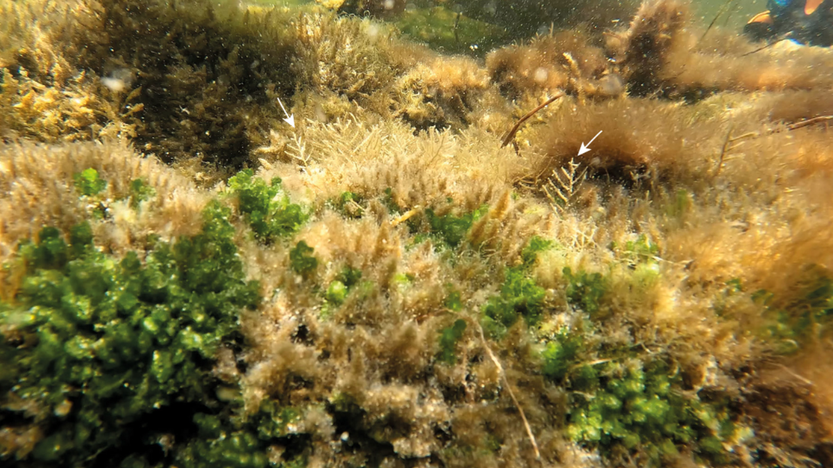 Snorkelers discovered a new species of “crawling” hydrozoan in the Gulf of Mexico, according to a study.