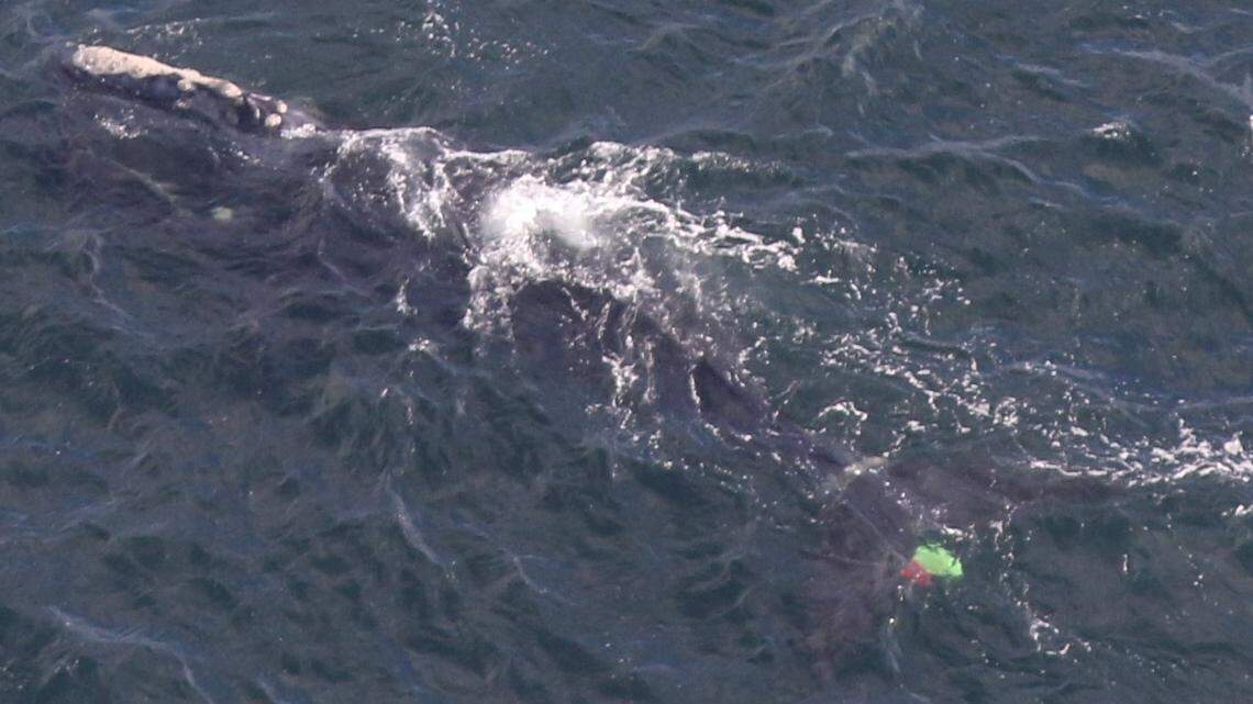 Chronic entanglement may be one reason there are so few reproductive females of this species “approaching extinction,” the NOAA says.