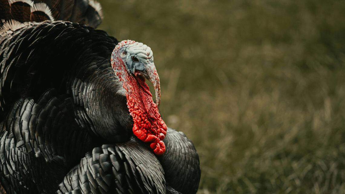 A turkey hunter accidentally shot a man in the Florida woods in the early morning of March 17, police said.