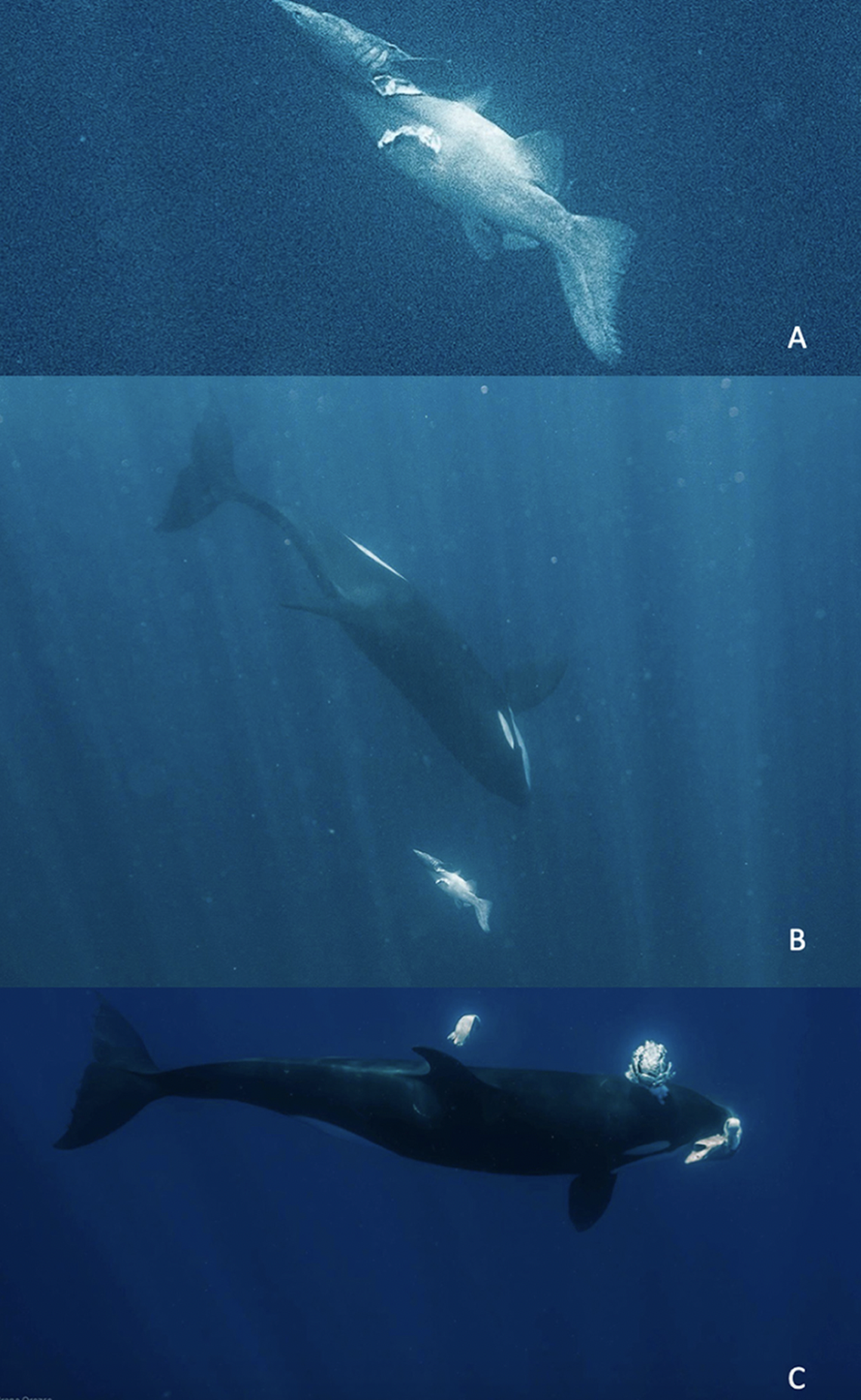 (A) A prickly shark with a bite from orcas; (B) Orcas swimming near a prickly shark; (C) Orca tearing a prickly shark apart.