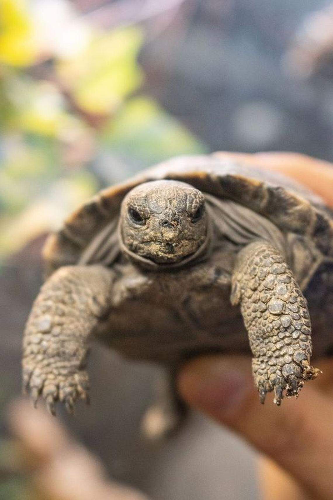 The hatchlings currently weigh approximately 2 to 3 ounces, the zoo said.