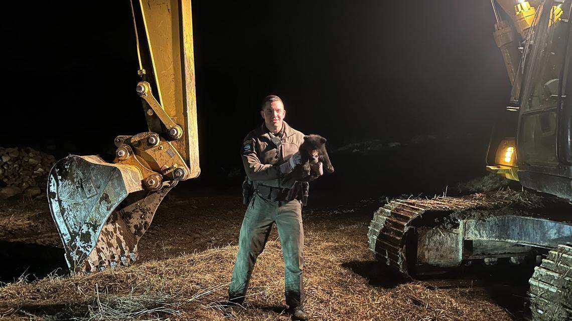 A tiny bear cub made its escape after an excavator operator collapsed its den in upstate New York — by hiding inside the cab itself.