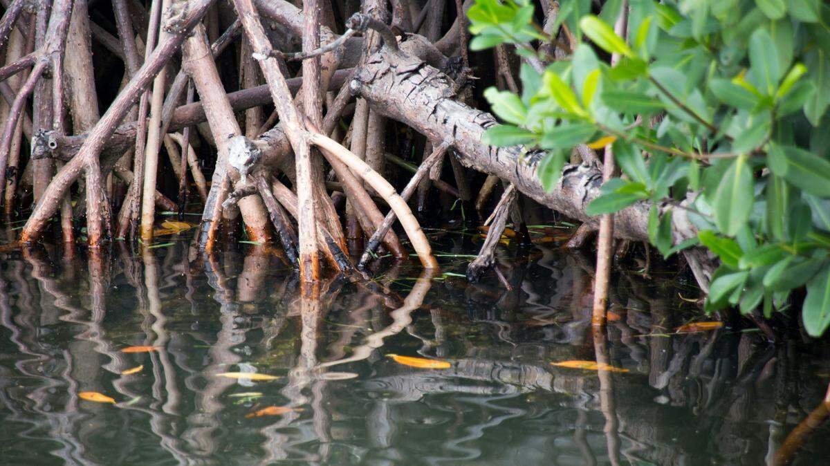A man in Puerto Rico was indicted on charges related to ripping out mangroves in a protected area, federal officials said.