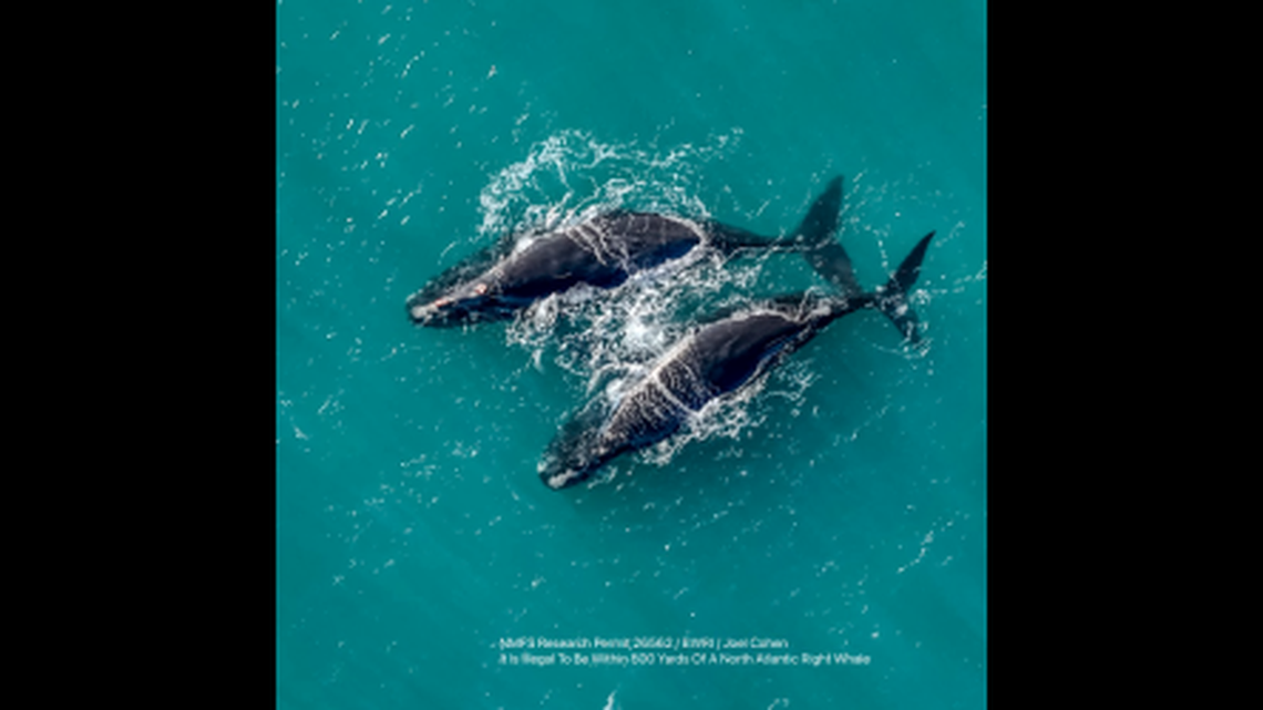 The whales, named Koala and Curlew, “appear to be in good health,” officials said. The two are typically seen off Cape Cod in April, experts say.