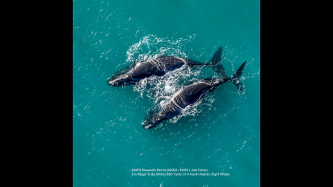 The whales, named Koala and Curlew, “appear to be in good health,” officials says. However, they face dangers from potentially deadly boat strikes due to being close to shore at a tourism hot spot, experts say.