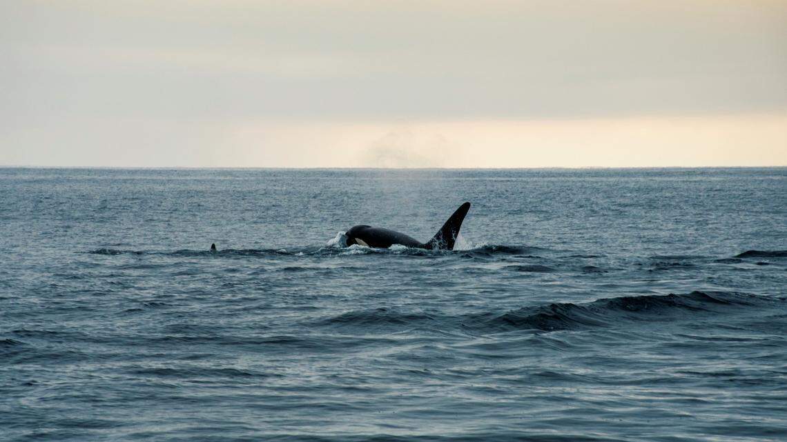 Boaters off Australia recently witnessed “a phenomenal hunt” in which orcas took down a blue whale, photos show.