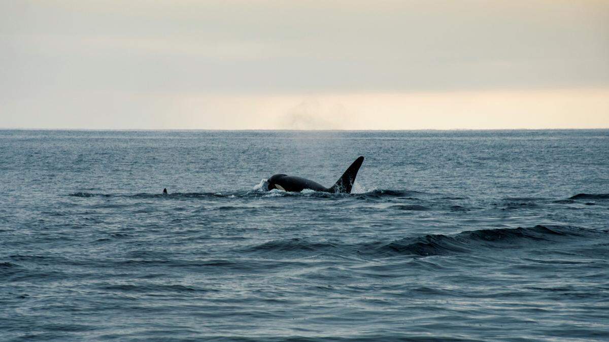 Boaters off Australia recently witnessed “a phenomenal hunt” in which orcas took down a blue whale, photos show.