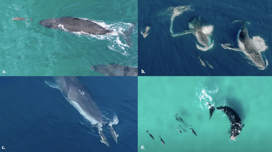 Whale and dolphin interactions recorded off the coast of Australia and England.