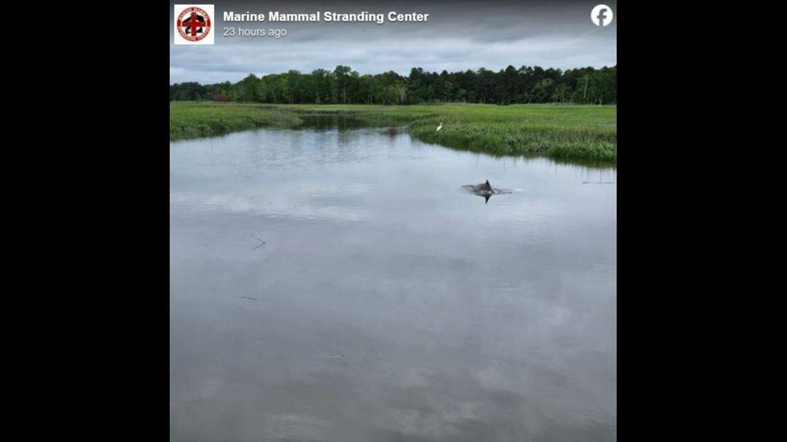 A bottlenose dolphin was seen swimming in a New Jersey creek, officials said.