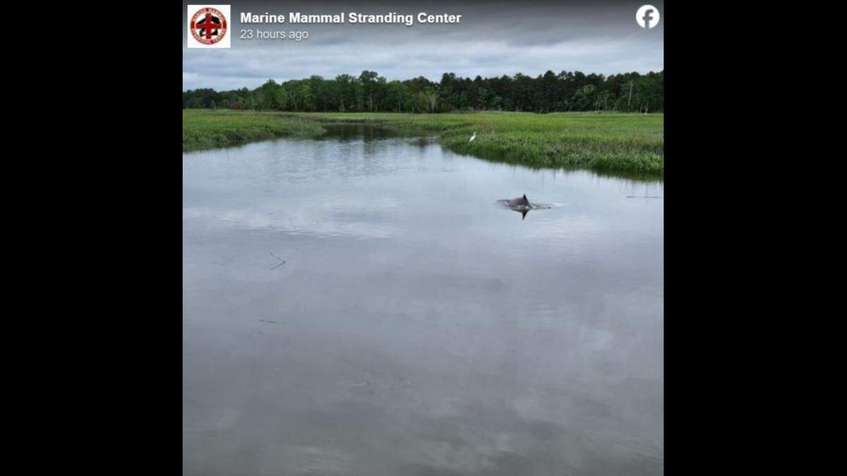 A bottlenose dolphin was seen swimming in a New Jersey creek, officials said.